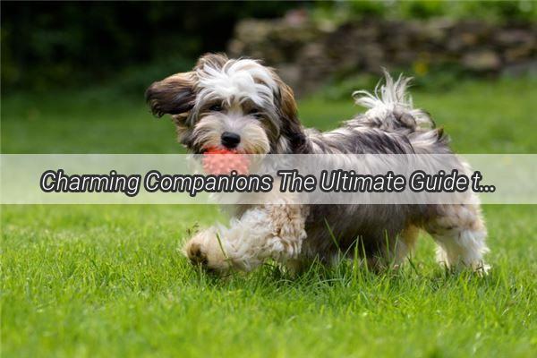 Charming Companions The Ultimate Guide to Caring for Your Bichon Frise Shih Tzu Mix